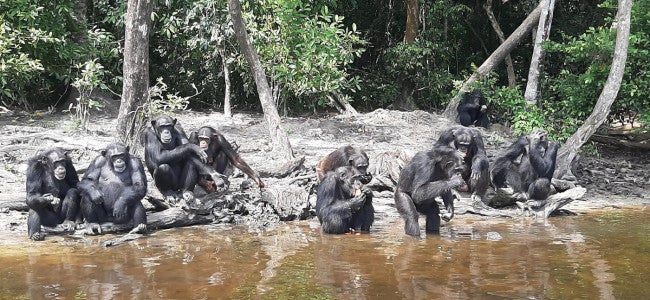 Chimps at Second Chance Chimpanzee Refuge Liberia