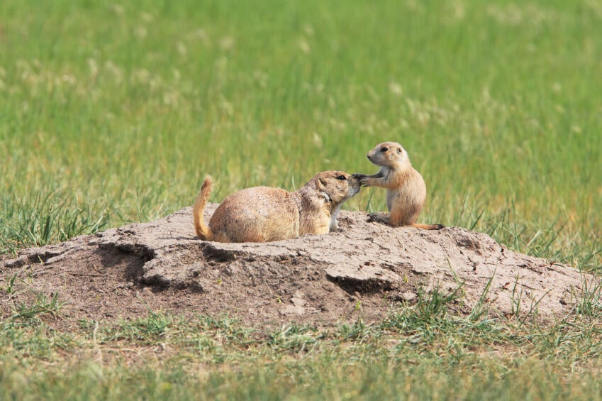 Young prairie dog paws their mom's nose in South Dakota, USA