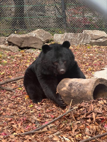 Bear on a bear bile farm in South Korea