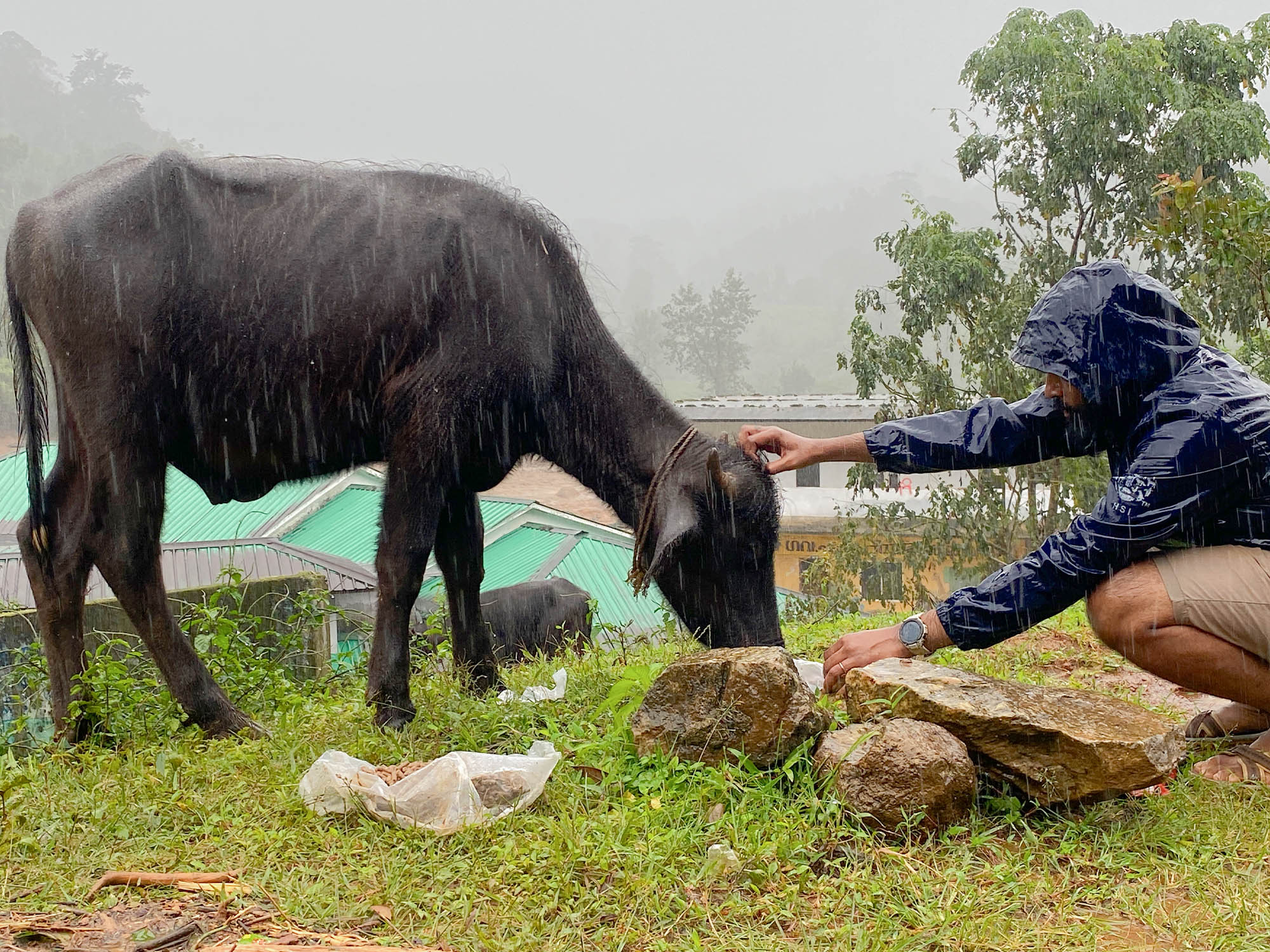 Animal rescue team cares for cow affected by the Wayanad landslides