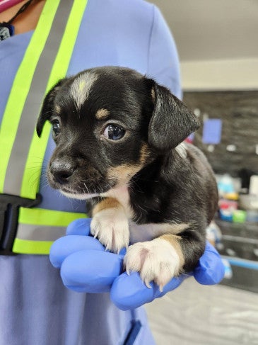 a puppy being held in a hand