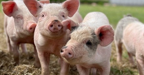 Pigs roaming free on on Helen Browning's organic (soil association accredited) farm