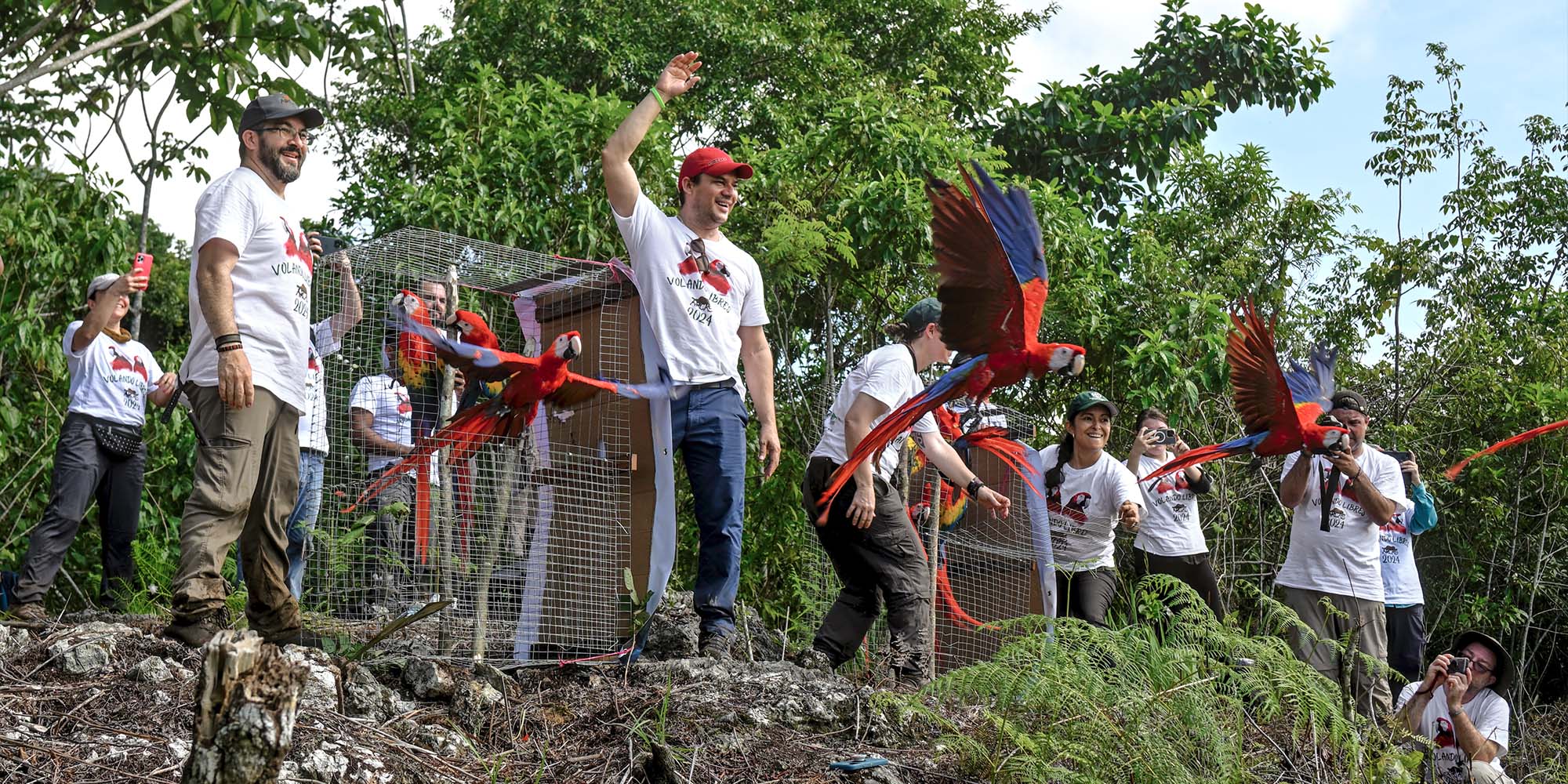 Several scarlet macaws are released into the wild.
