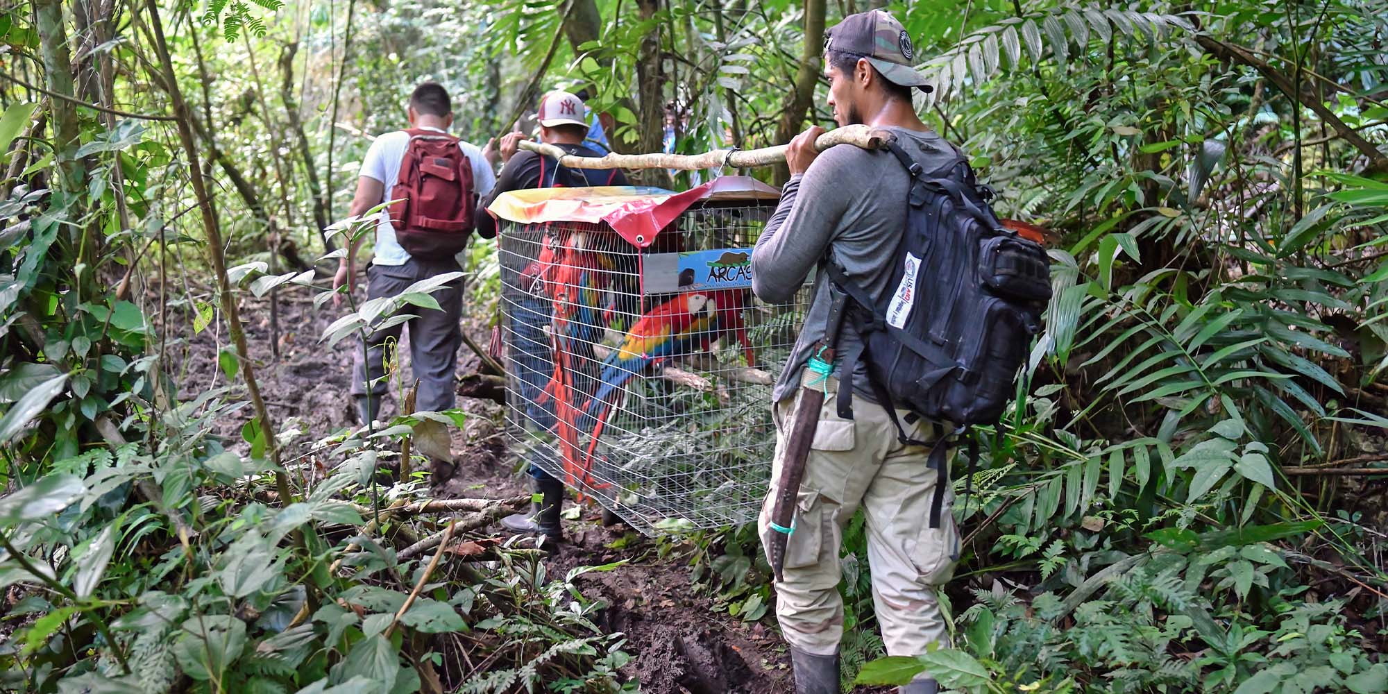 Macaw crates were carried by a team of devoted staff through a muddy rain forrest. 