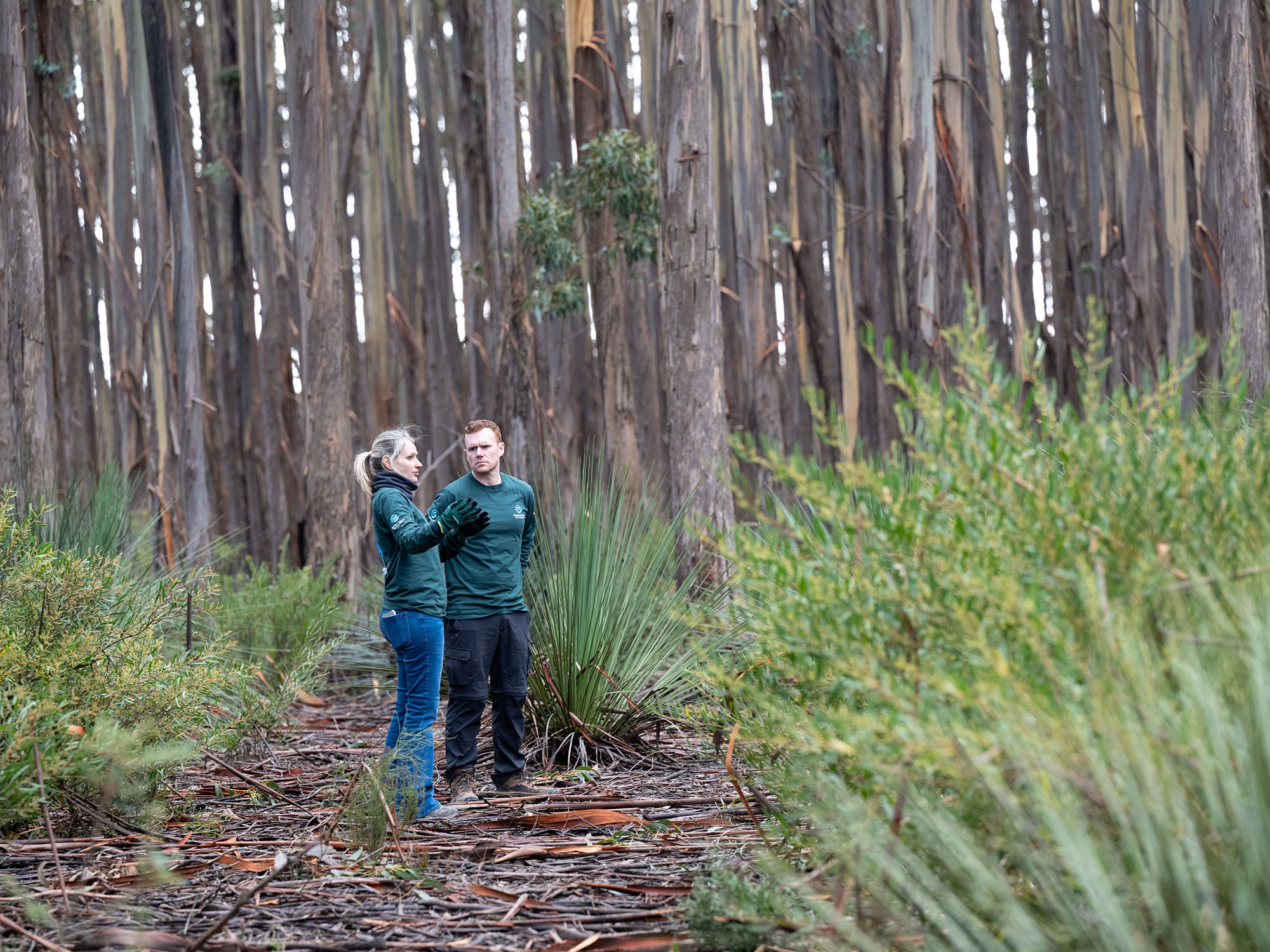Two Humane World for Animals staff members stand within a green, healthy eucalyptus forest on Kangaroo Island, Australia.