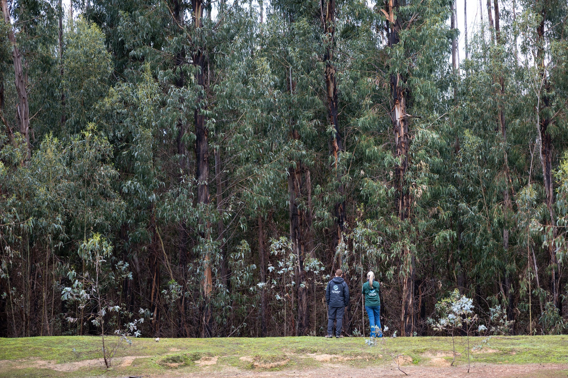 Two Humane World for Animals staff members observe the wildlife and landscape on Kangaroo Island five years after the Black Summer rescues.
