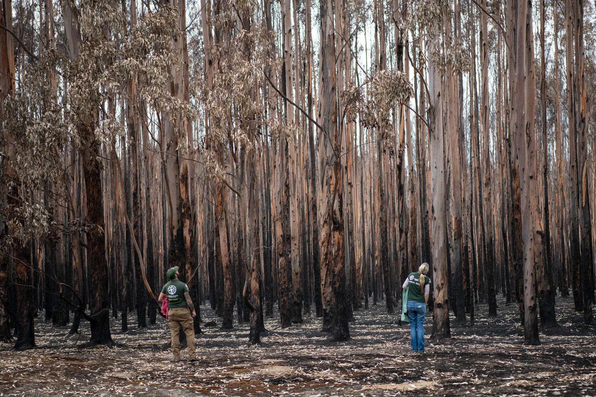 Two Humane World for Animals staff members search the scorched eucalyptus plantations for any signs of life during the 2020 bushfire rescue operation.