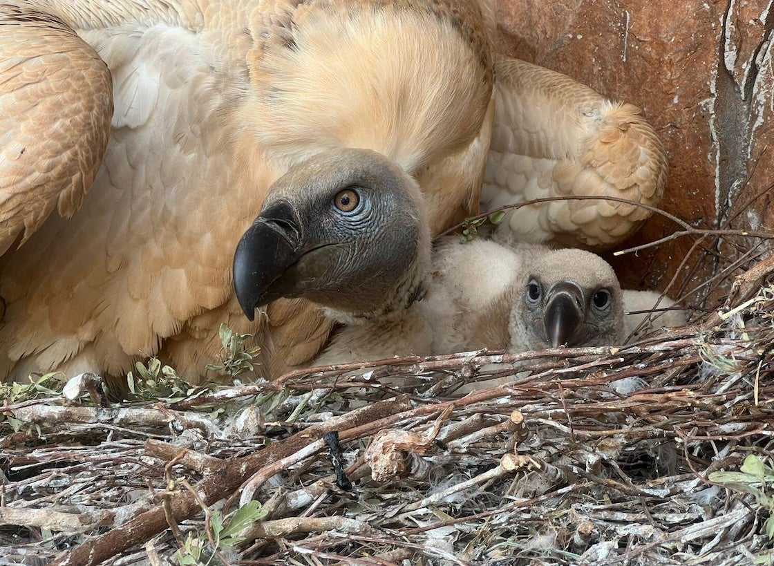 An adult Cape vulture snuggles with their young chick in a nest at Vulpro