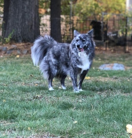 Zuzu, rescued from dog meat farm 17