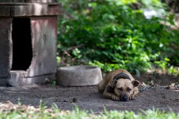 Rescued from dogfighting