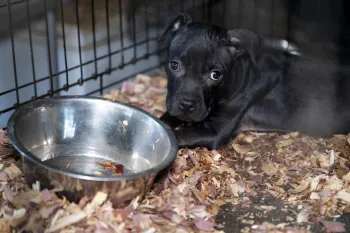 Puppy rescued from suspected dogfighting operation