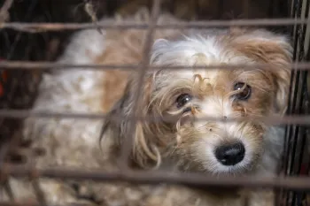 Dog in a filthy cage