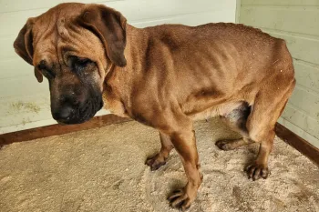 Dog meat farm fire survivor