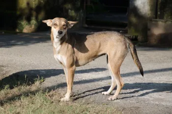 India street dog in Jamshedpur