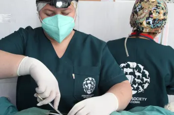 HSI veterinary team performing surgery in La Paz, Bolivia