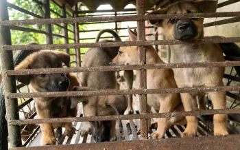 Puppies in the dog meat trade in Viet Nam