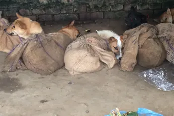 Dogs caught up in the dog meat trade