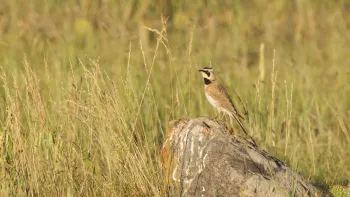 A horned lark surveys the landscape from a well-marked stone on Thunder Basin National Grasslands, Wyoming, at the site of a prairie dog relocation