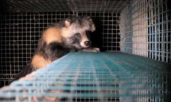 Raccoon dog on a fur farm
