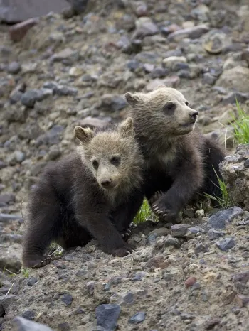 Bears at Yellowstone National Park