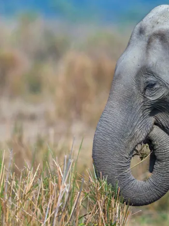 Kaziranga National Park in Assam, India