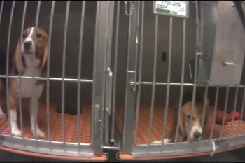 Beagles caught up in animal testing