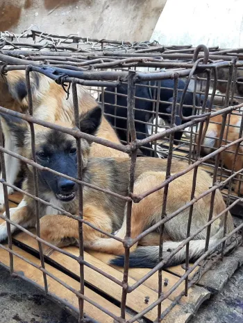 Caught up in the Indonesian dog meat trade