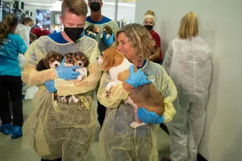 People carrying rescued beagle puppies