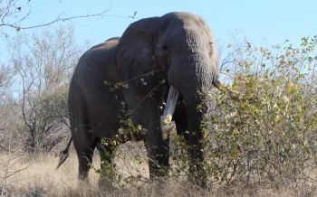 Makalali Game Reserve_Elephant Immunocontraception and Humane Journeys