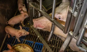 Sows on a intensive farm in Italy