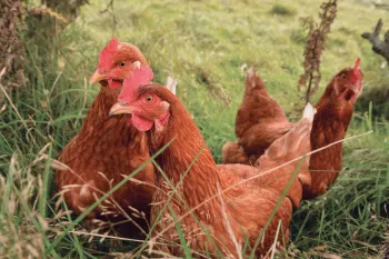 Chickens in a field