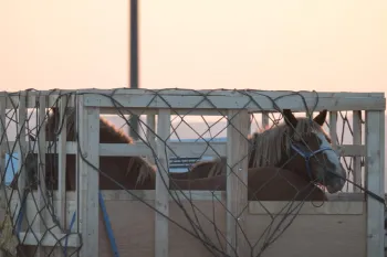 Images of live horse export in Canada.