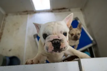Dog at puppy mill