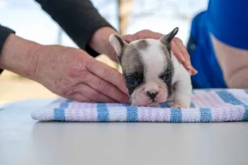 A veterinarian examines a puppy