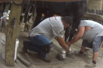 Formac Stables trained horses sored during HSUS UC investigation