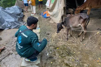 Helping animals after a flood in India