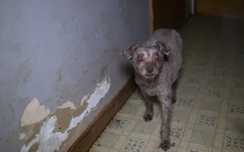 Humane World for Animals assists Sandusky County, Ohio authorities with a large-scale multi-species alleged neglect case. on Tuesday, Feb. 25, 2025 in Clyde