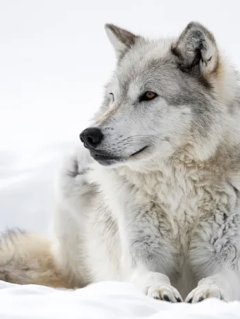 A grey wolf laying in white snow