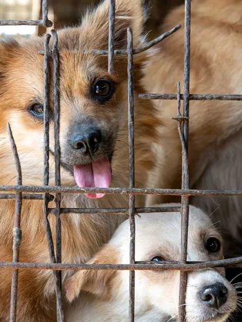 Dog behind bars, part of the cruel dog and cat meat trade