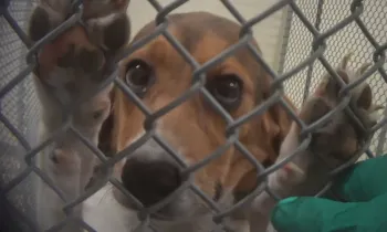 Sad dog in cage in Indiana toxicology lab