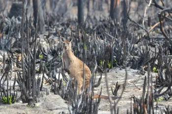 Kangaroo surrounded by aftermath of wildfire