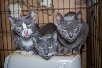 Three cats in dirty cage before being rescued from an alleged cruelty situation in Crystal Springs, MS