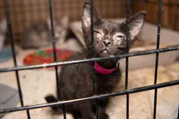 Cat with infected eyes in a filthy cage, found at a TX home