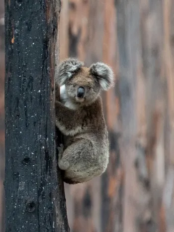 Koala in charred trees after the Australia wildfires