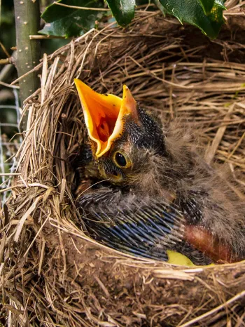 Hungry baby bird in a nest