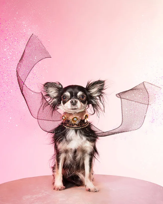 Dog styled and posed for a photoshoot