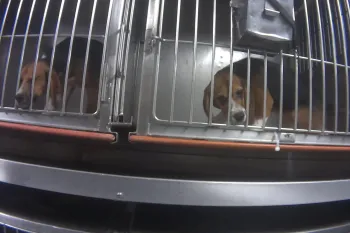 Beagles in cages