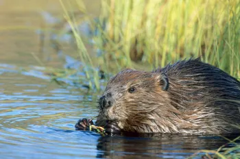 Beaver in the water