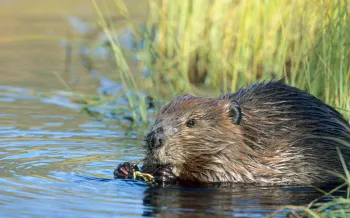 Beaver in the water