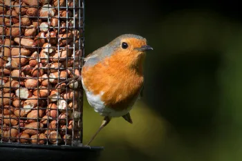 Robin sitting on a bird feeder filled with peanuts